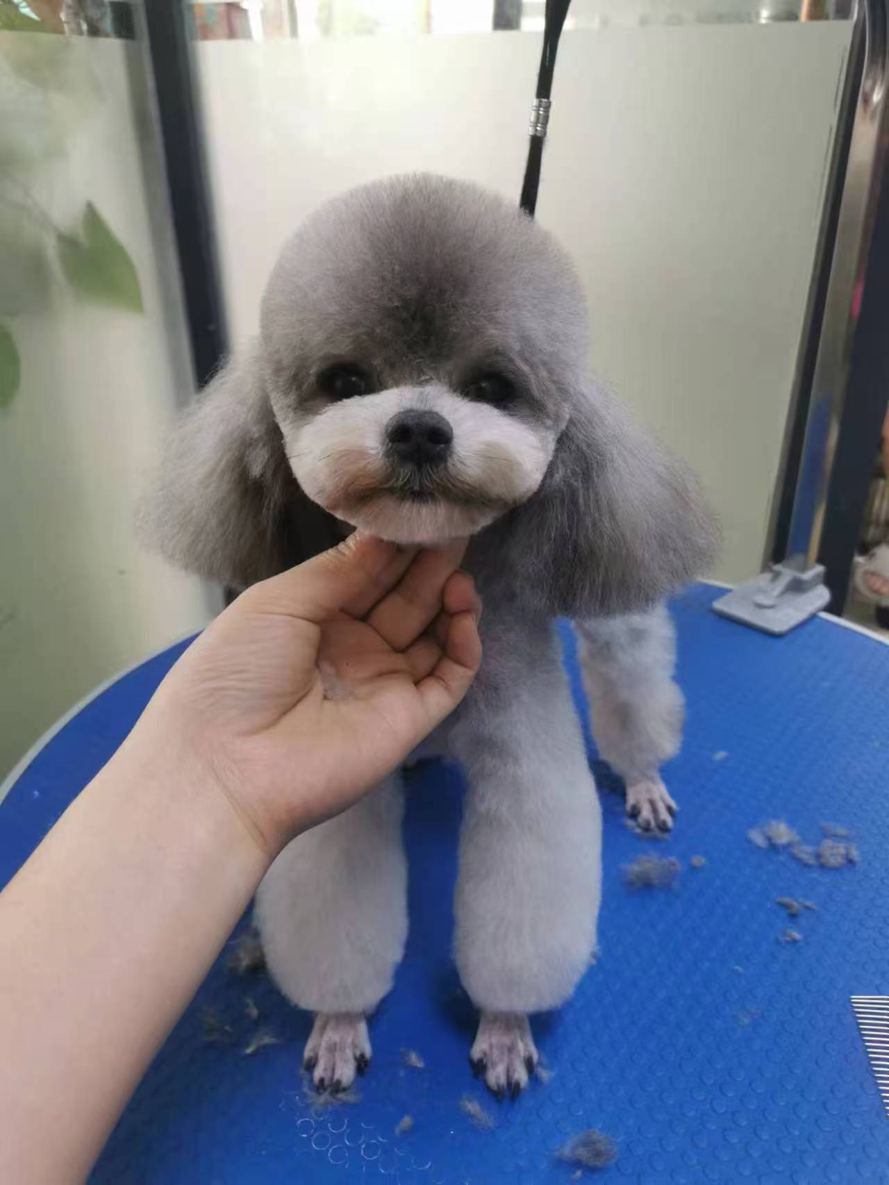 小体灰泰迪，